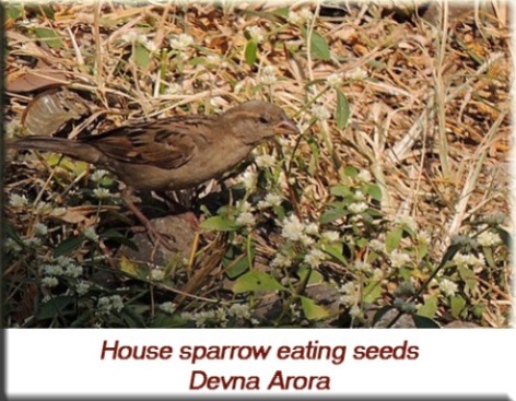 Devna Arora - House sparrow eating seeds